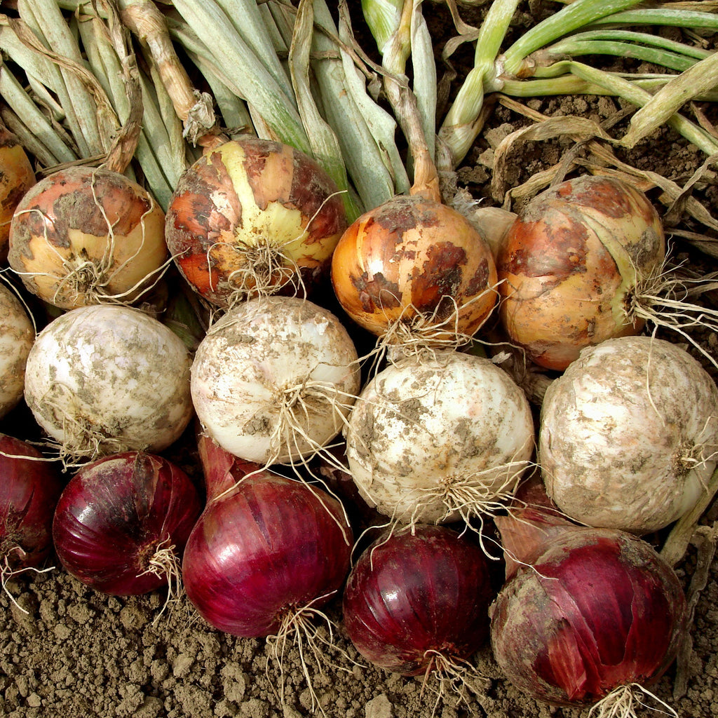 White, yellow, and red onion sets with roots and dried tops