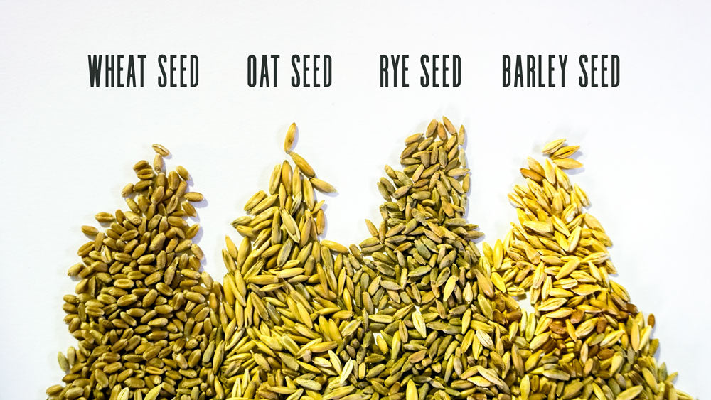 Assorted cat grass seeds close-up in yellow-green kernels