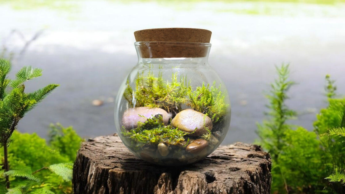 MossBowl glass terrarium with moss, stones and cork lid