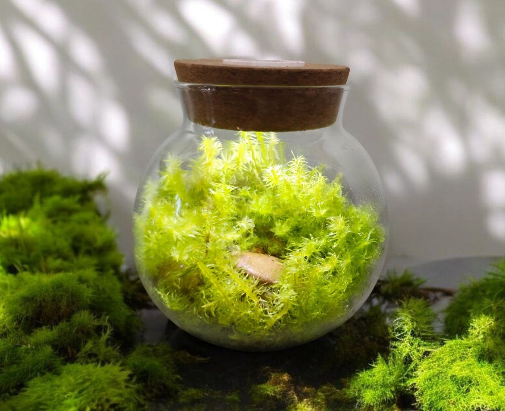 MossBowl glass terrarium filled with bright green moss and sealed with a cork lid