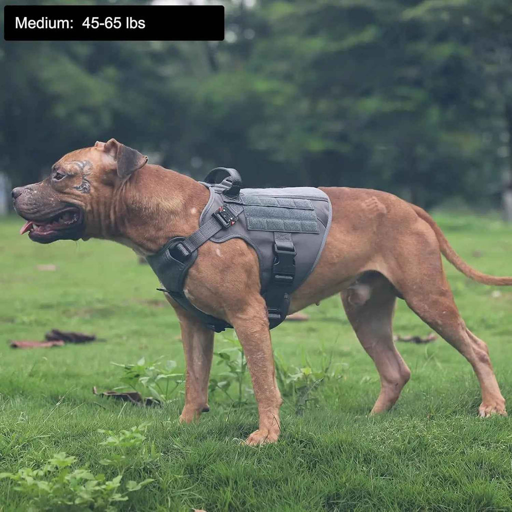 Gray tactical dog harness with MOLLE webbing and adjustable straps, worn by a dog