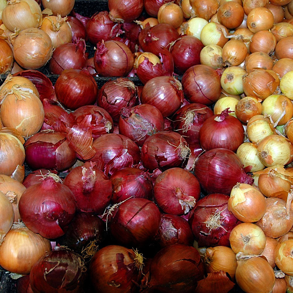 Red and yellow onion bulbs shown together in a dense assortment.