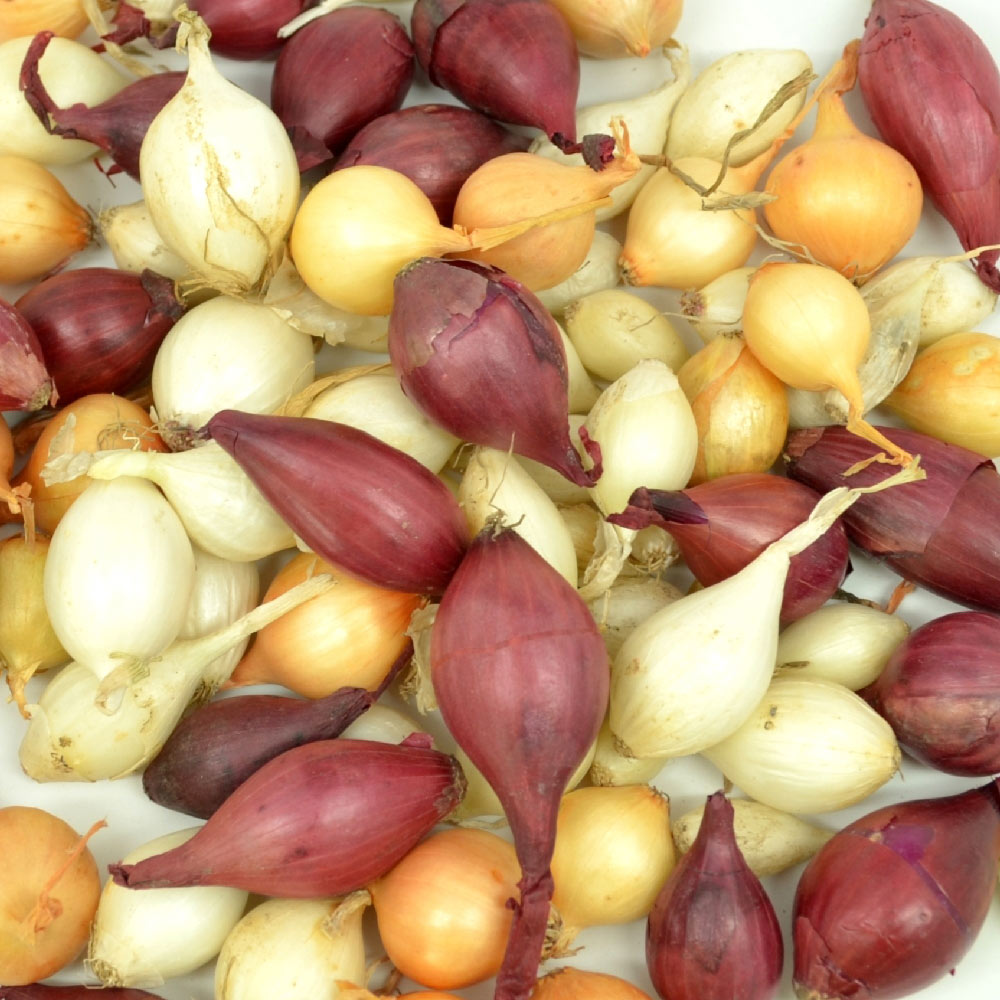 Mixed onion sets in white, yellow, and red-purple shades.