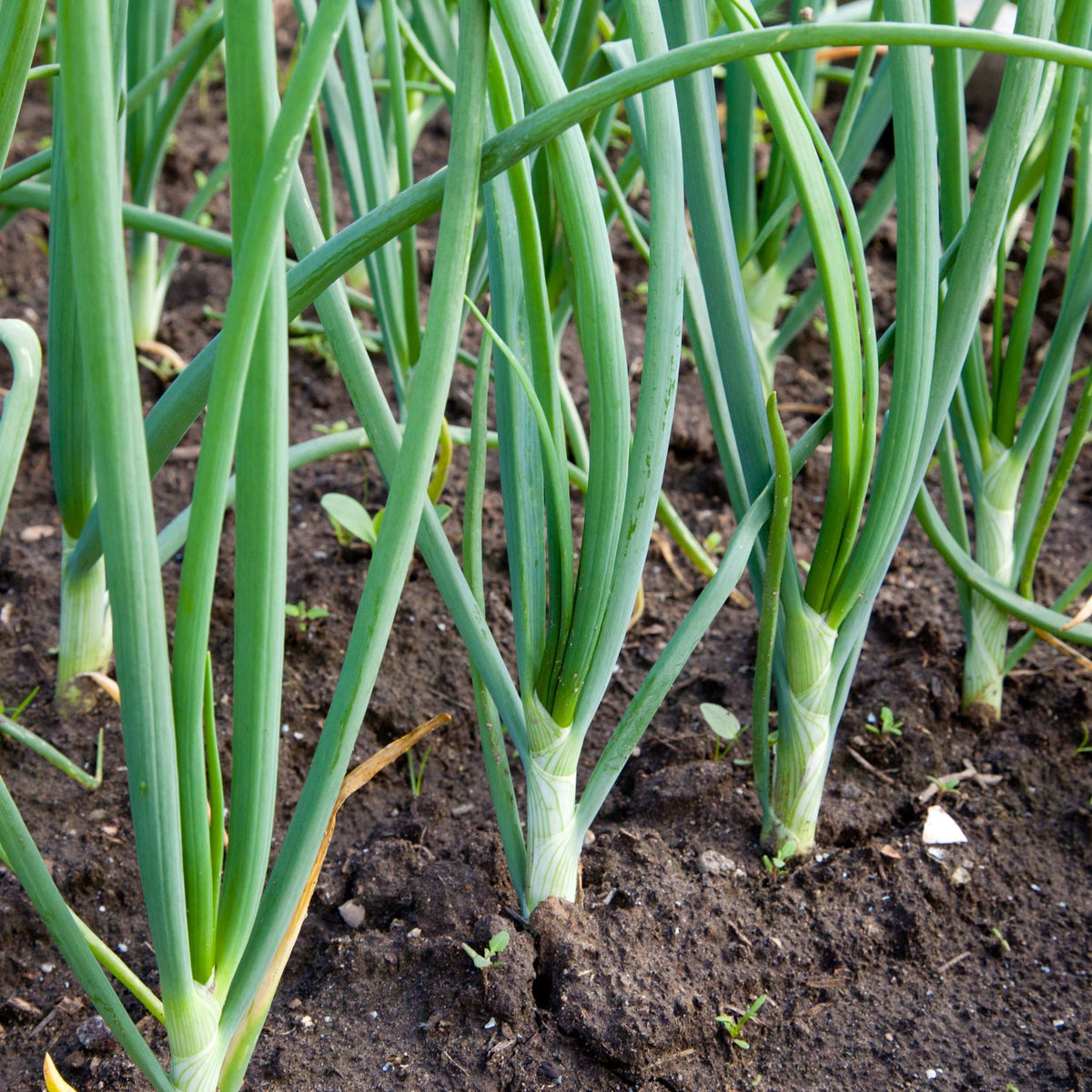 Green onion plants growing upright in soil, with pale stems at the base.