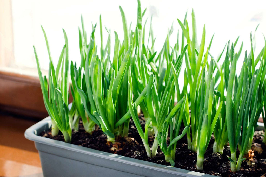 Young green onion shoots growing densely in a planter