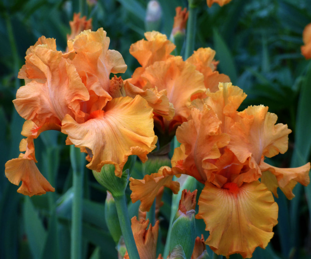 Clusters of ruffled orange bearded iris flowers on tall green stems
