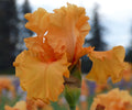Orange King bearded iris with large ruffled orange petals and a green bud