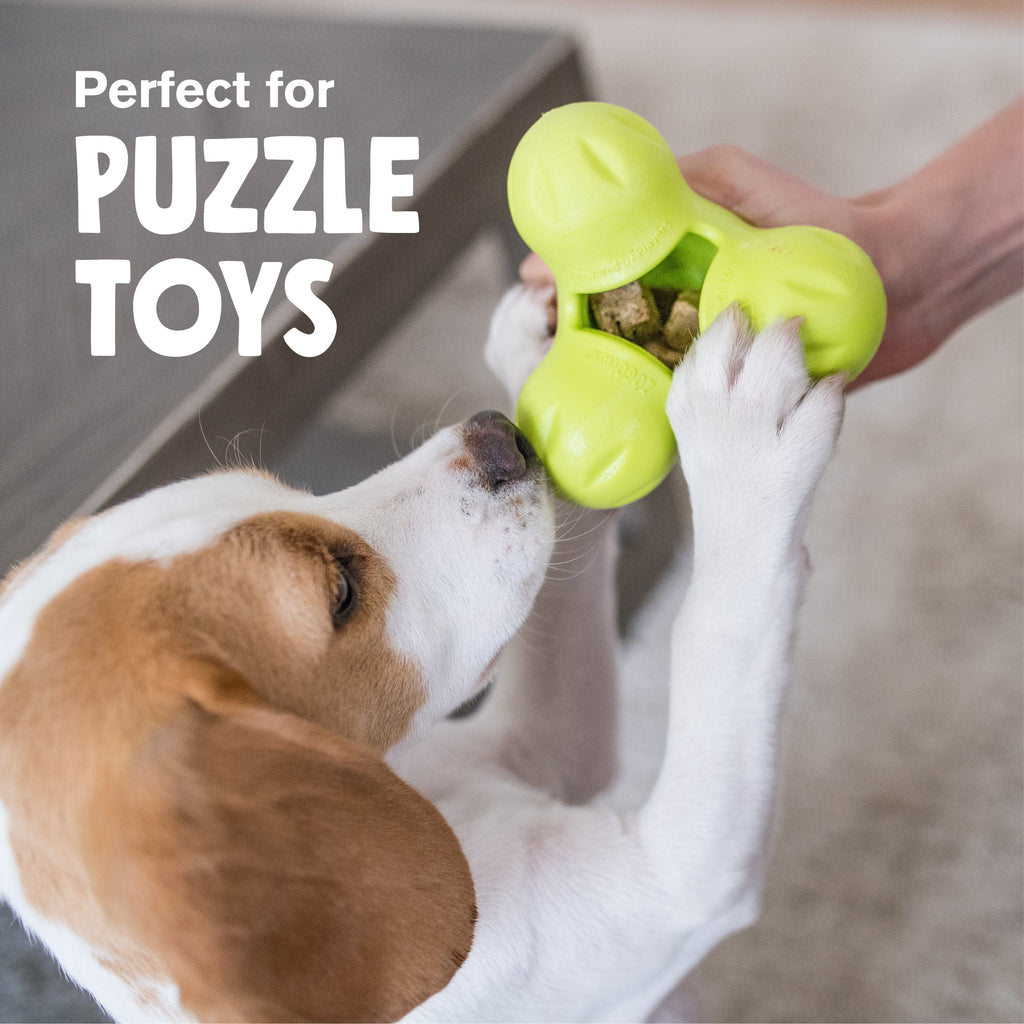 White and brown dog reaching for a green puzzle toy