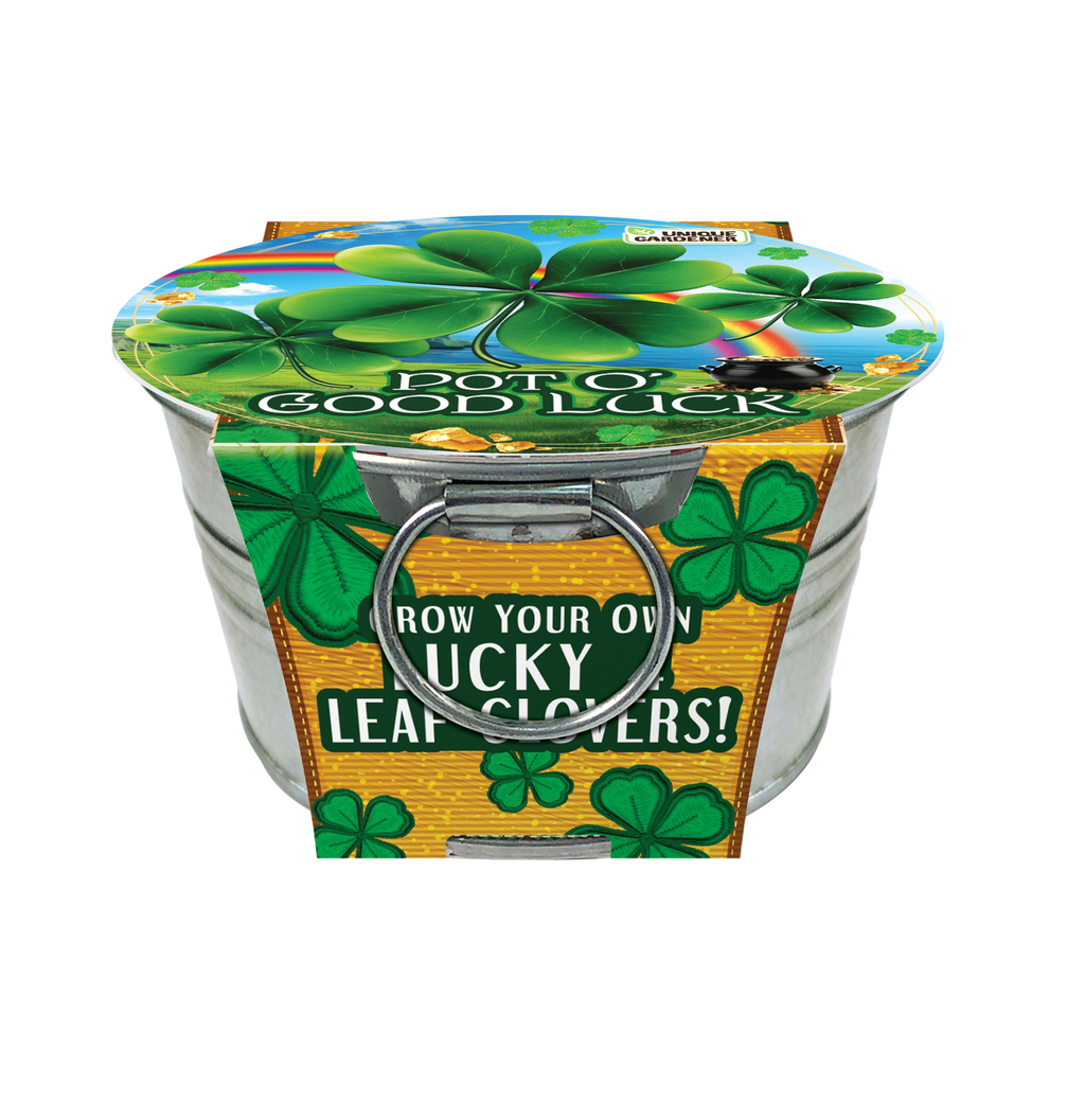 Front view of a shamrock growing kit in a clover-printed metal pot