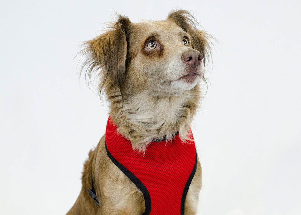 Dog wearing a red mesh dog harness with black trim and straps