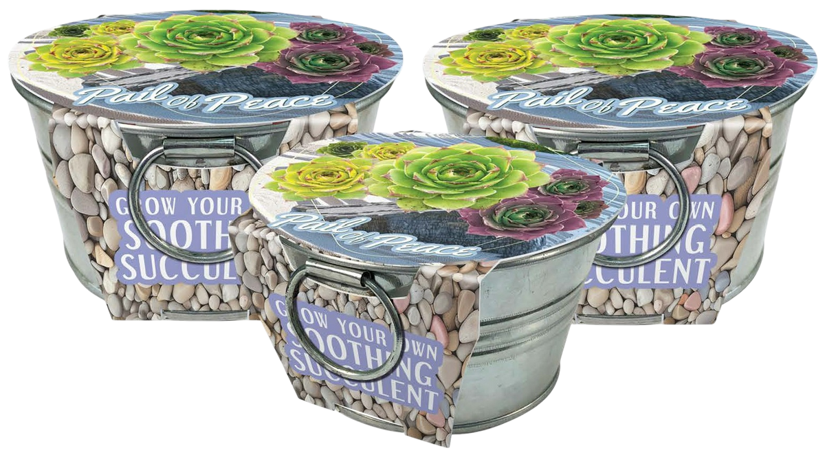 Three succulent-growing kits in metal pails with printed lids and pebble-patterned labels.