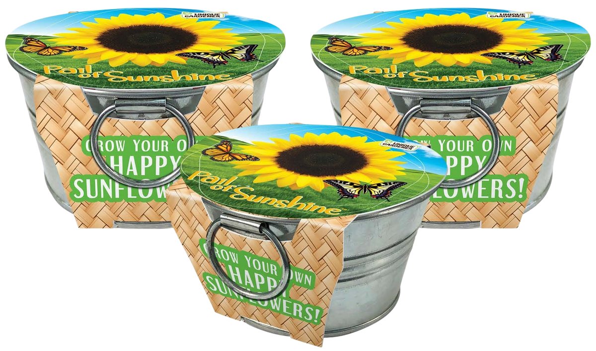 Sunflower growing kit multipack with three galvanized pails and colorful sunflower lids