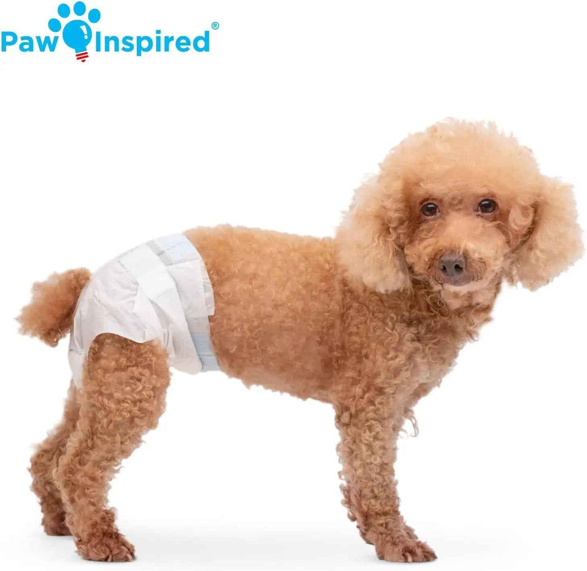 Small curly-haired dog wearing a white disposable diaper with blue fasteners.