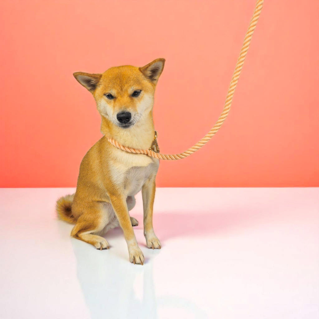 Dog wearing a light rope leash with gold clips and matching rope collar