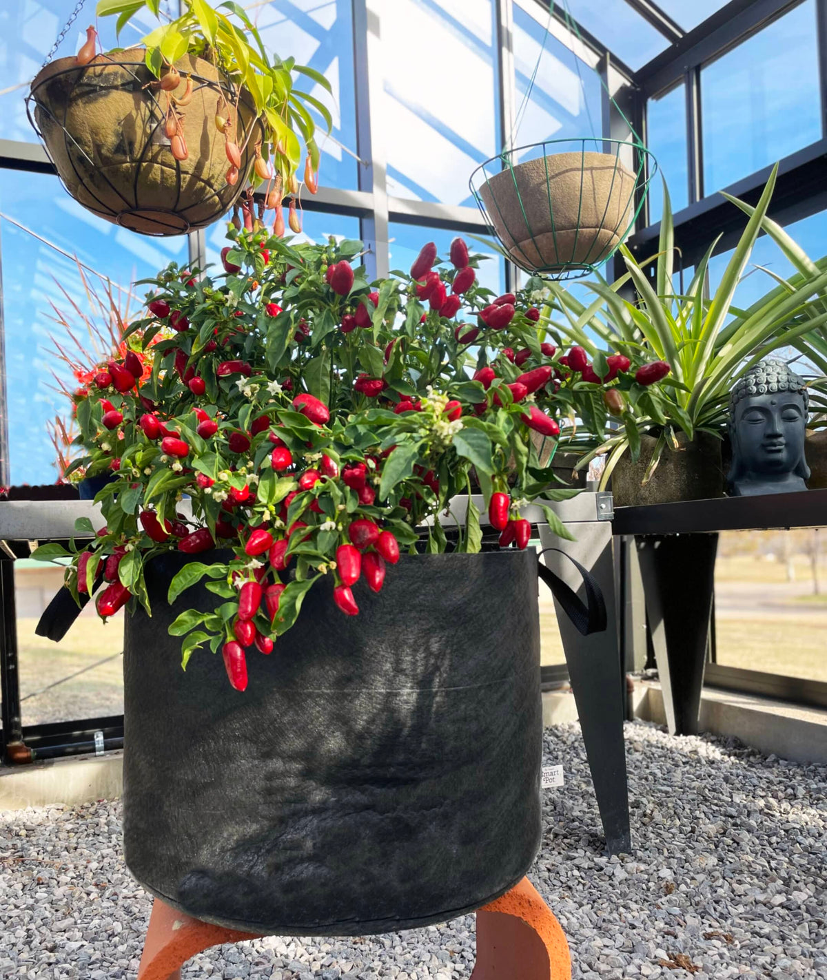 Large black fabric planter bag with red pepper plants on a stand near a greenhouse