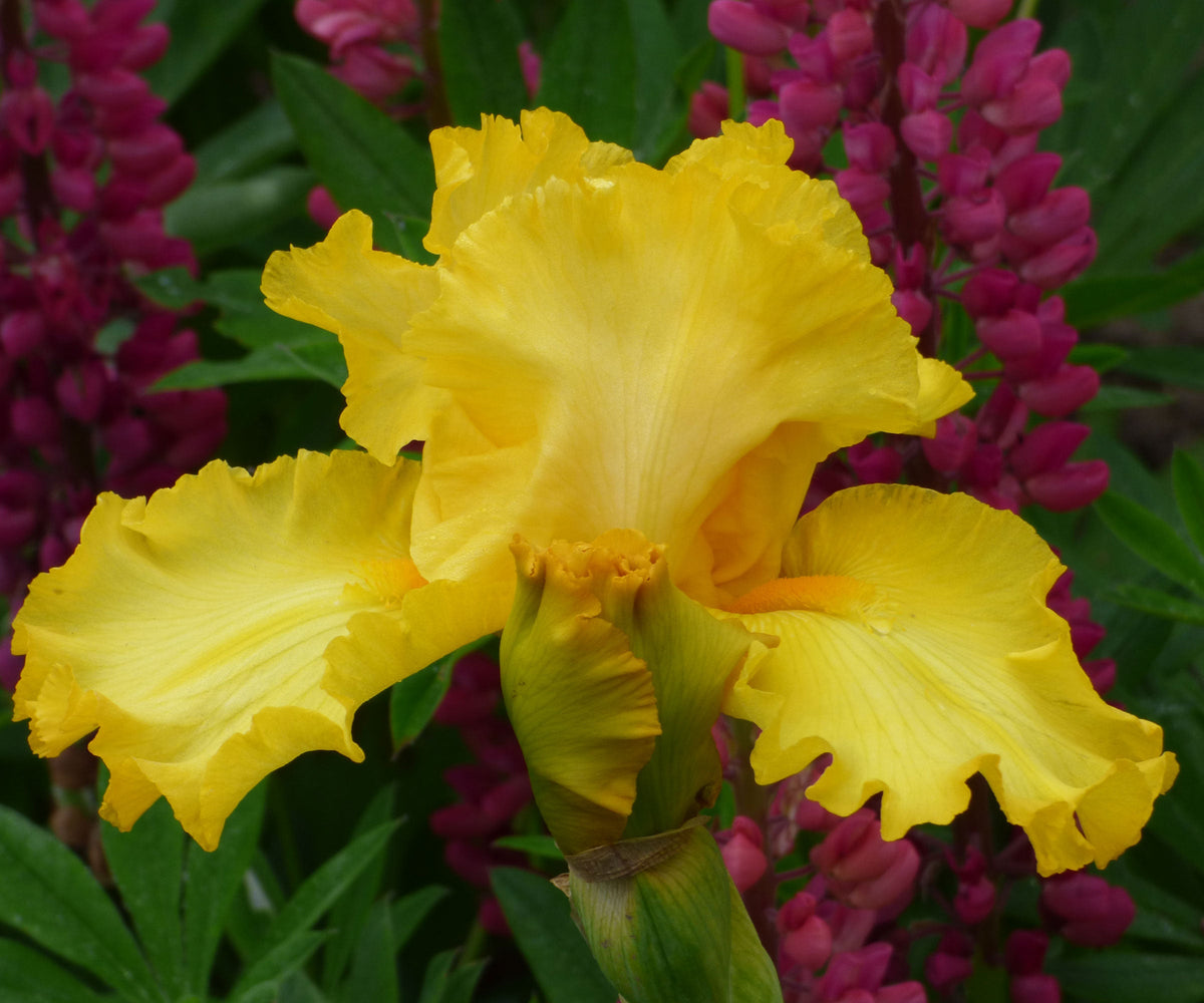 Picasso Moon bearded iris showing a broad yellow bloom with orange markings
