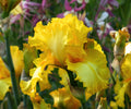 Picasso Moon bearded iris with a large ruffled yellow flower and orange markings