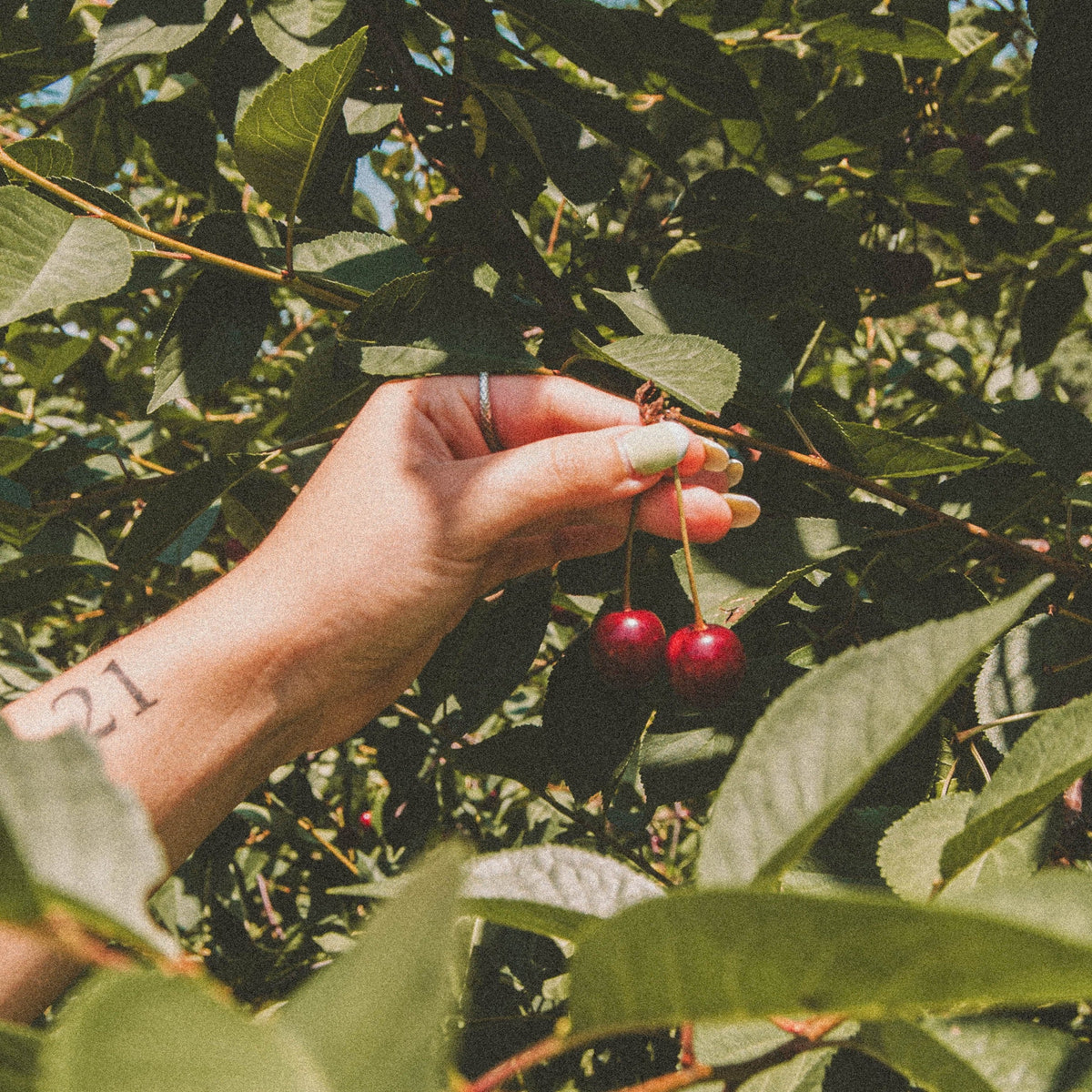 Hand picking sour cherries from a tree branch