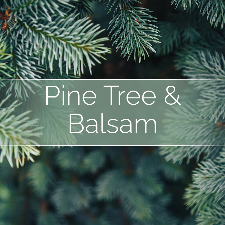Pine Tree & Balsam candle scent motif with pine needles and branches close-up.