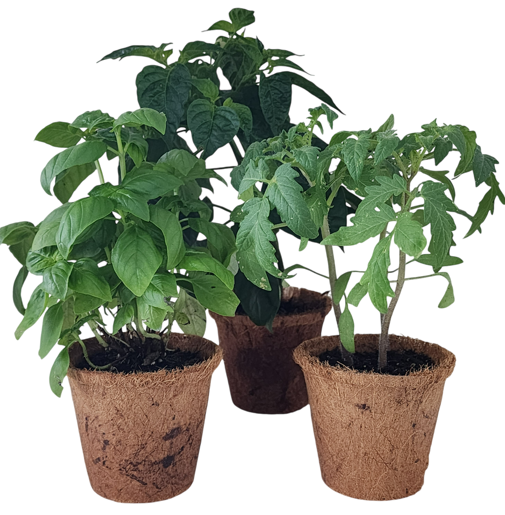 Four vegetable and herb seedlings growing in biodegradable fiber pots