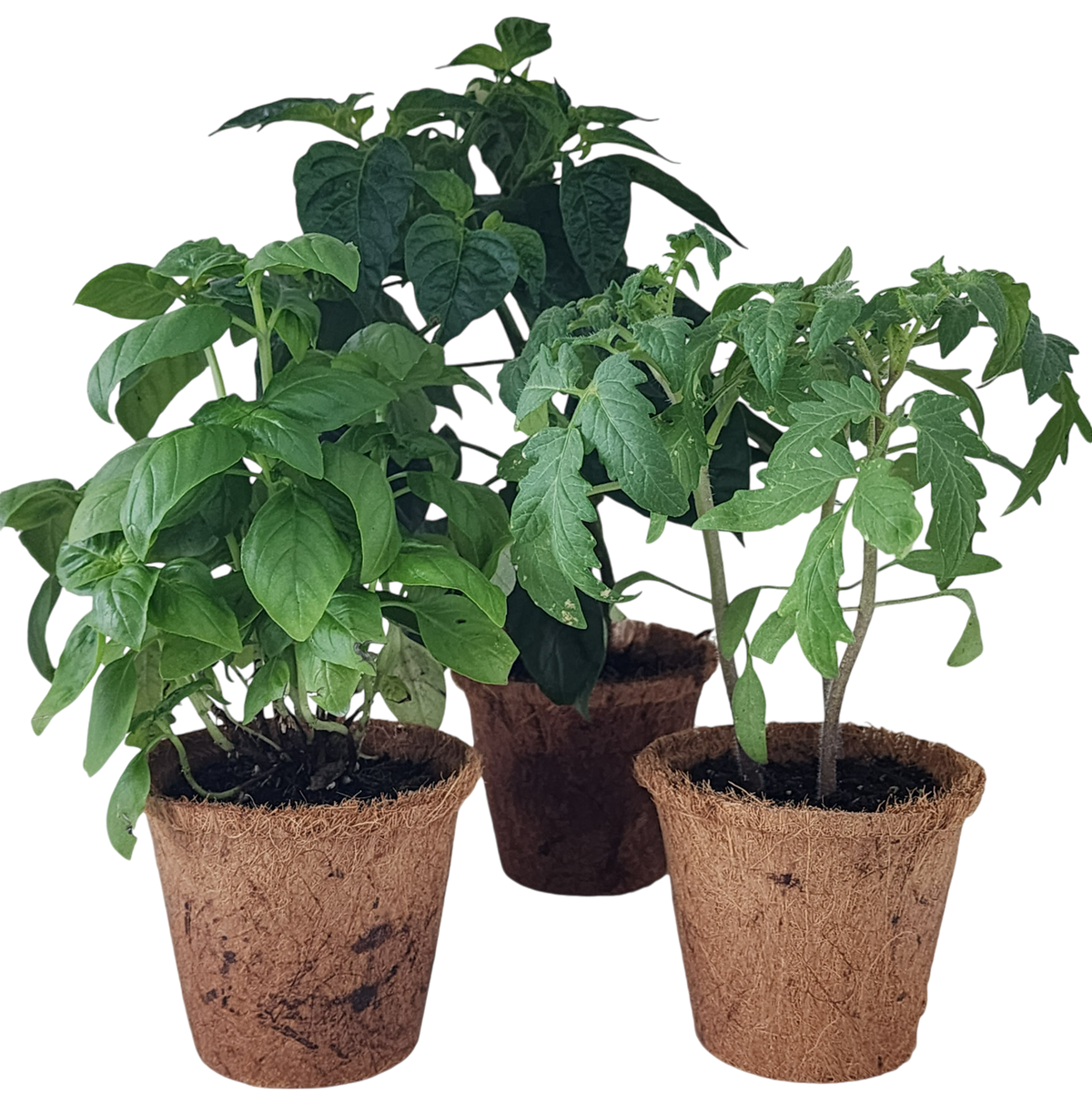 Four vegetable and herb seedlings growing in biodegradable fiber pots