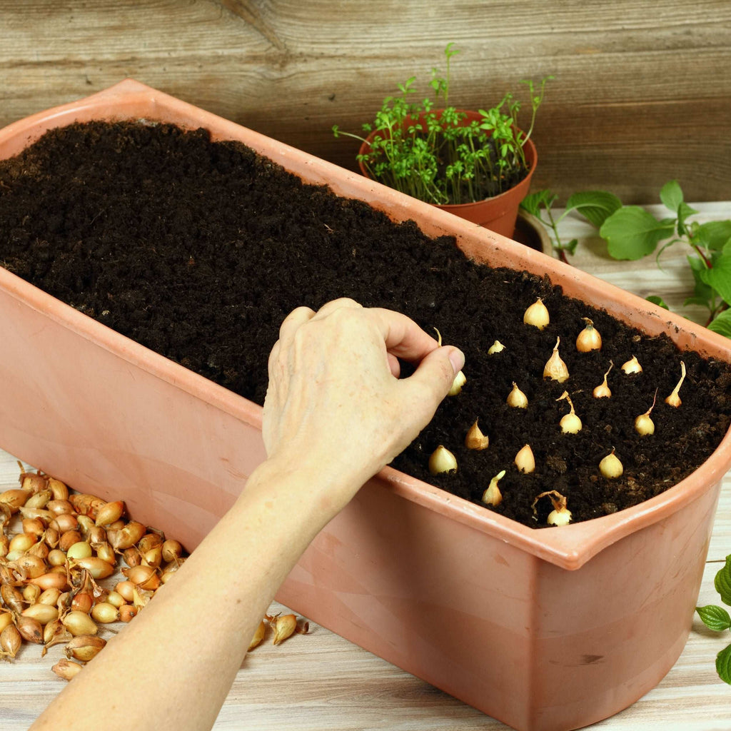 Small yellow onion sets being planted in a soil-filled planter.