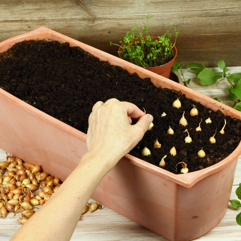 Small onion sets being planted in a soil-filled container
