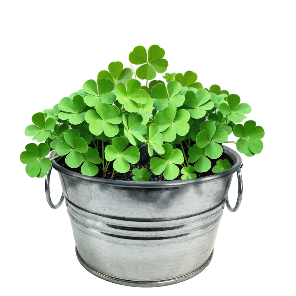 Mature shamrocks with three-lobed leaves in a galvanized metal pot