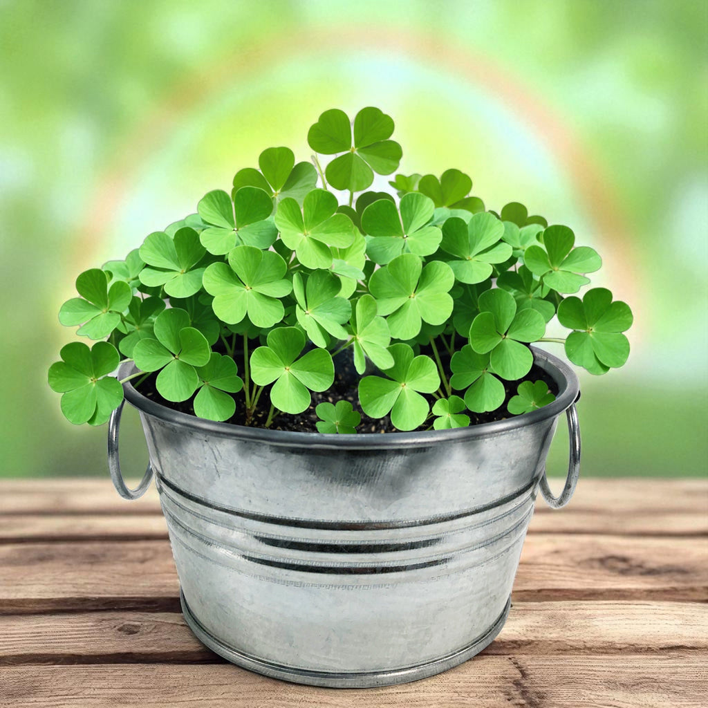 Mature green shamrocks growing in a galvanized metal pot