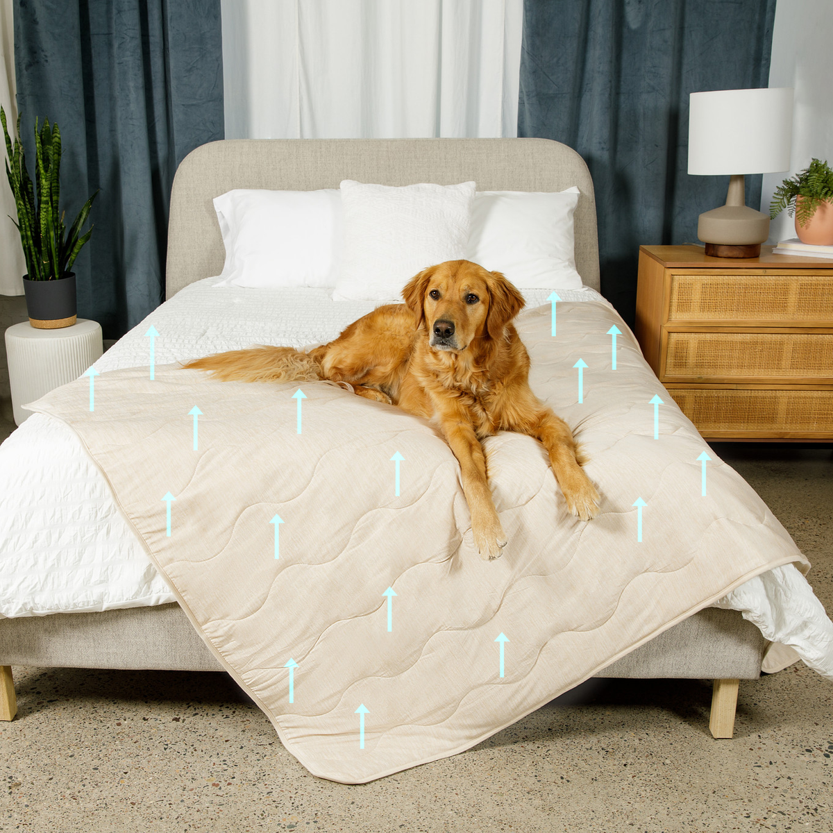 Arctic Sand cooling waterproof pet blanket, cream quilted cover on a bed with a golden dog