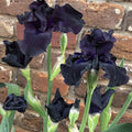 Black iris perennial with several dark ruffled blooms and green stems