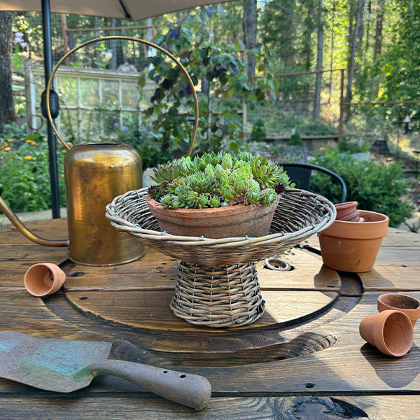 Round woven willow riser basket with terracotta pots and green succulents