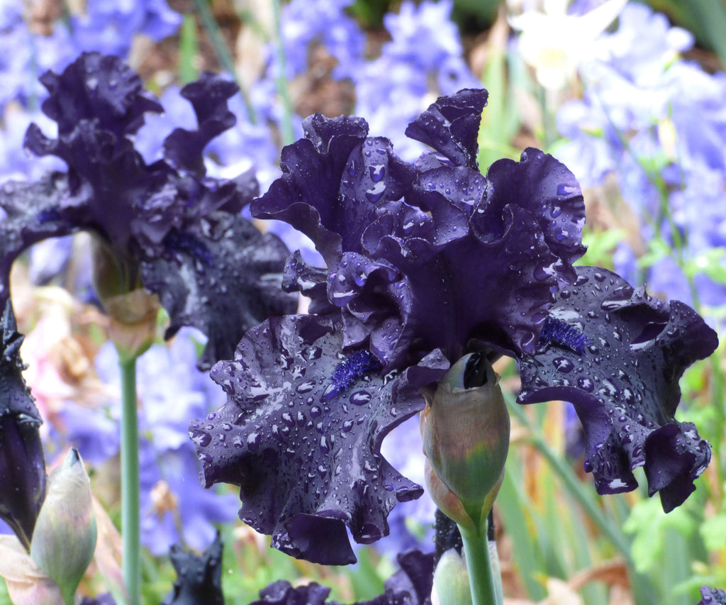 Dark purple-black ruffled iris bloom with water droplets