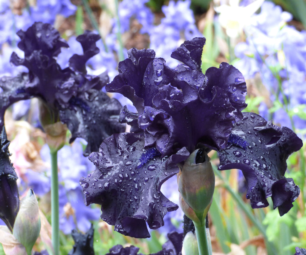 Dark purple-black ruffled iris bloom with water droplets
