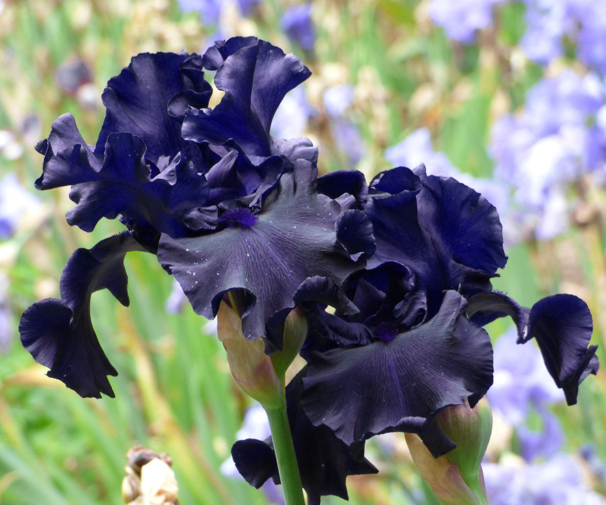 Close-up of a large dark purple-black ruffled iris bloom