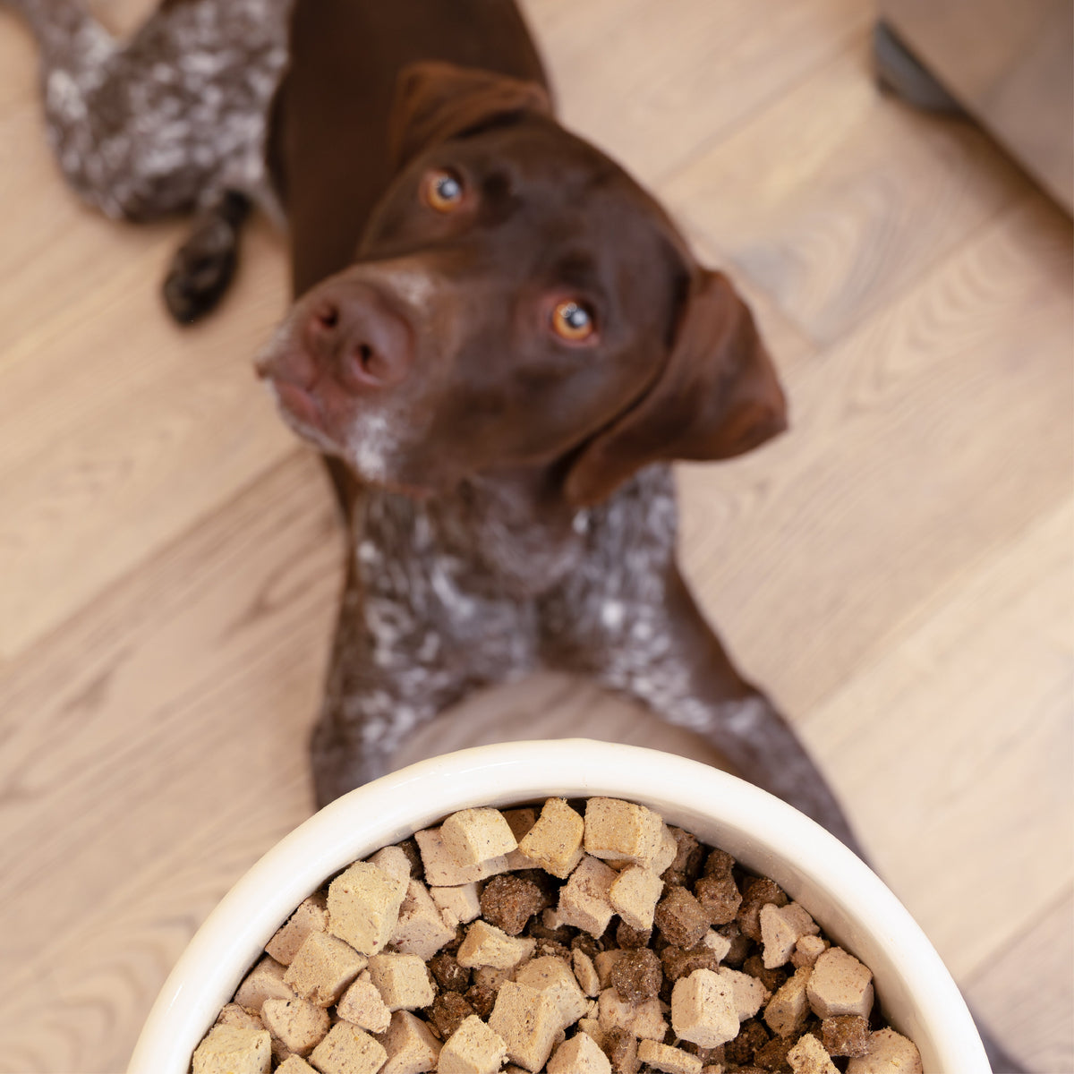 Chocolate dog next to bowl of West Paw rawbiotic bites dog food topper bites