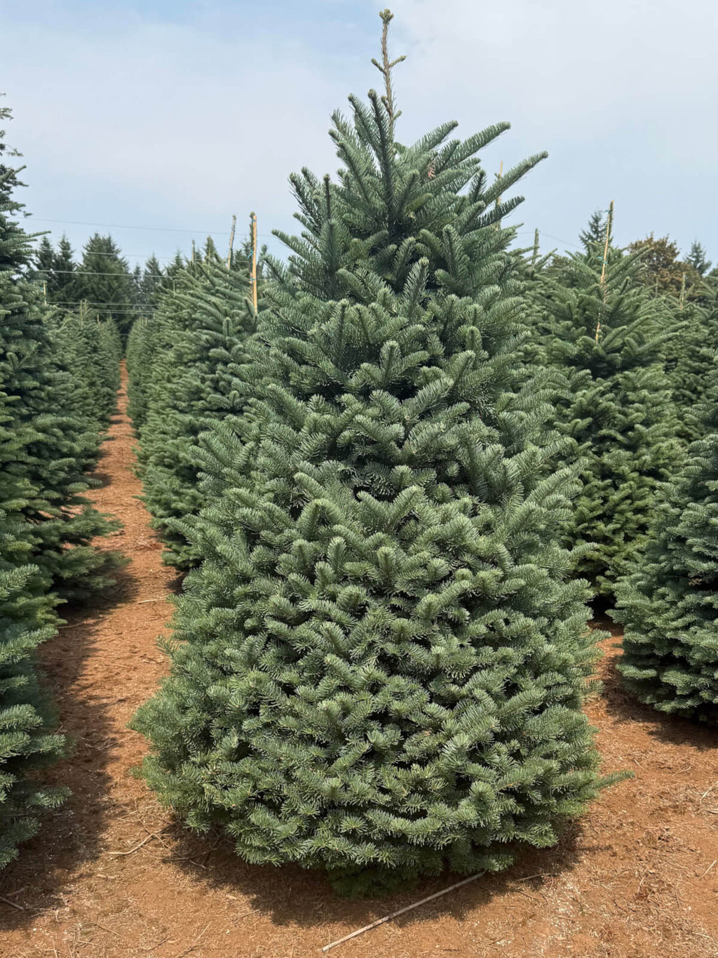 Noble fir Christmas tree with dense green needles and natural shape