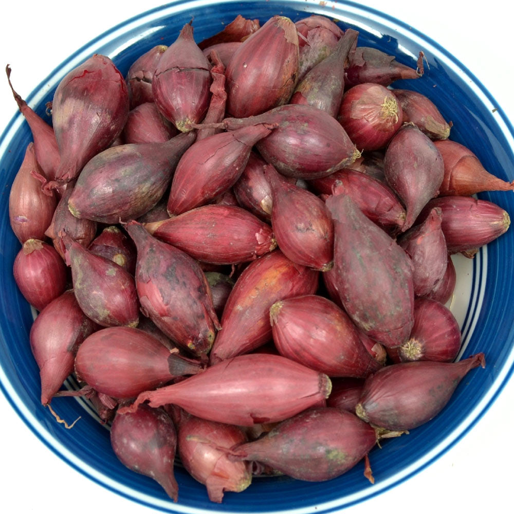 Red Baron onion sets, small red-purple bulbs piled together