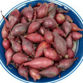 Red Baron onion sets, small red-purple bulbs piled together