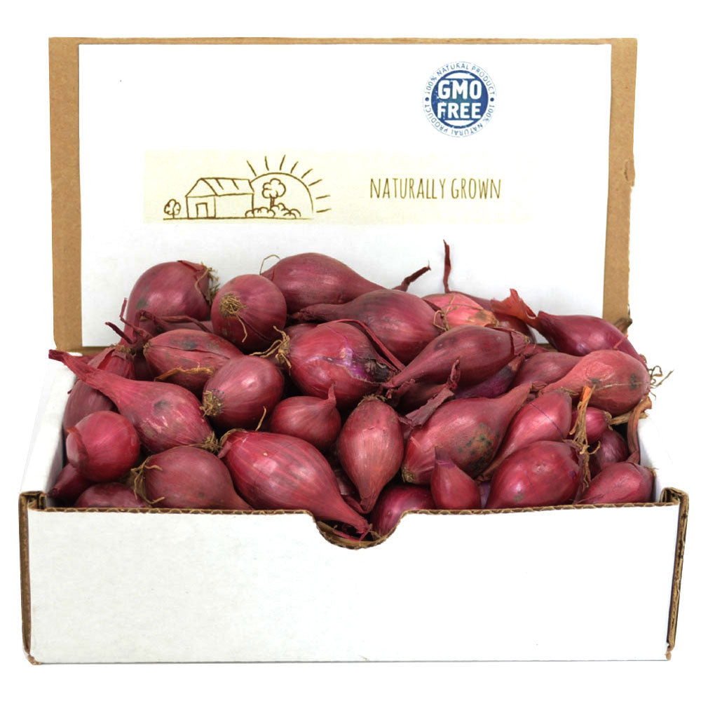 Red onion sets in a 1 lb box, with small red bulbs and dry roots