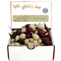 Mixed white and red onion sets in an open display box