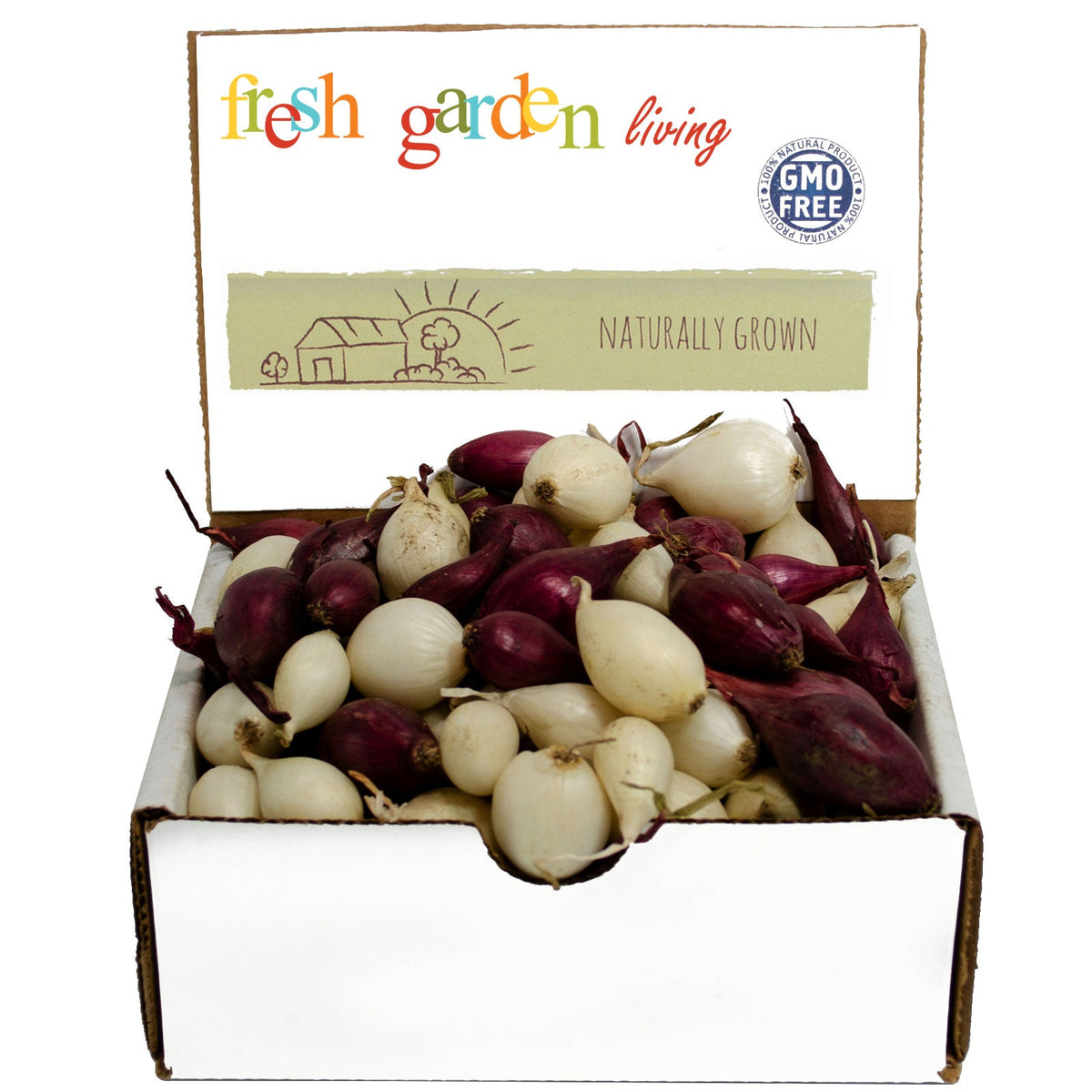 Mixed white and red onion sets in an open display box
