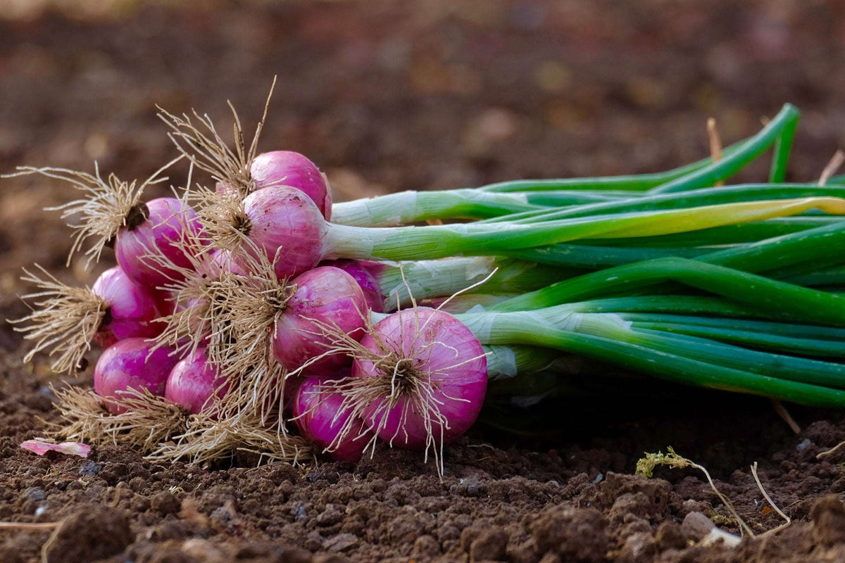Harvested red onion bulbs with roots and green tops