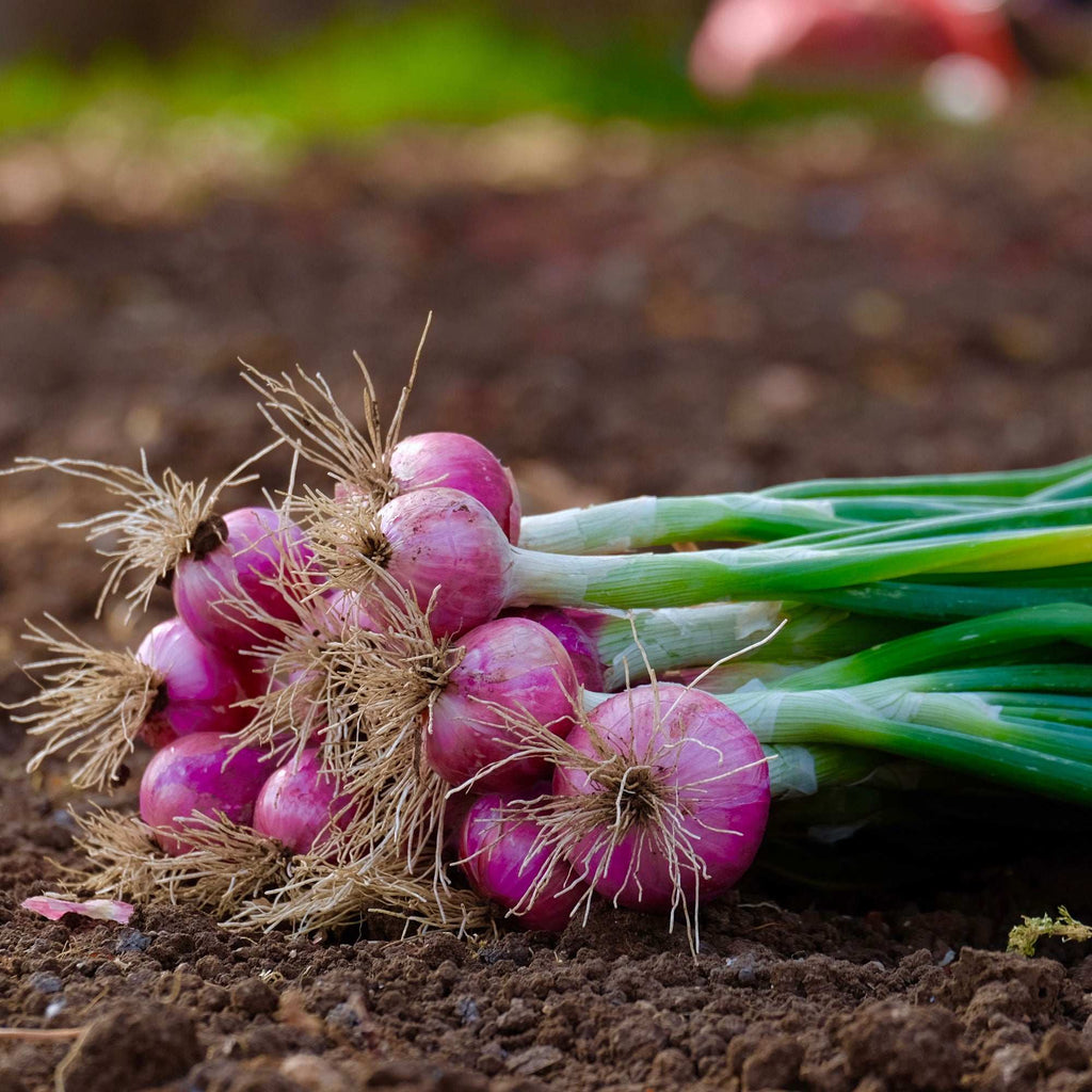 Red onions with fresh green tops and roots, growing in soil