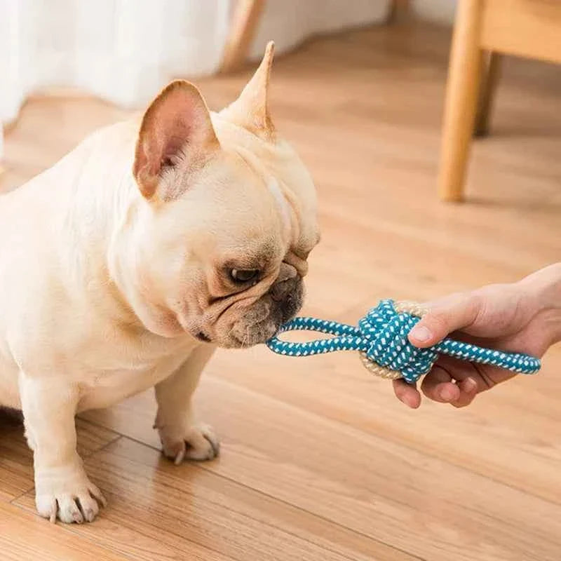 Dog holding a blue braided cotton rope ball toy in its mouth