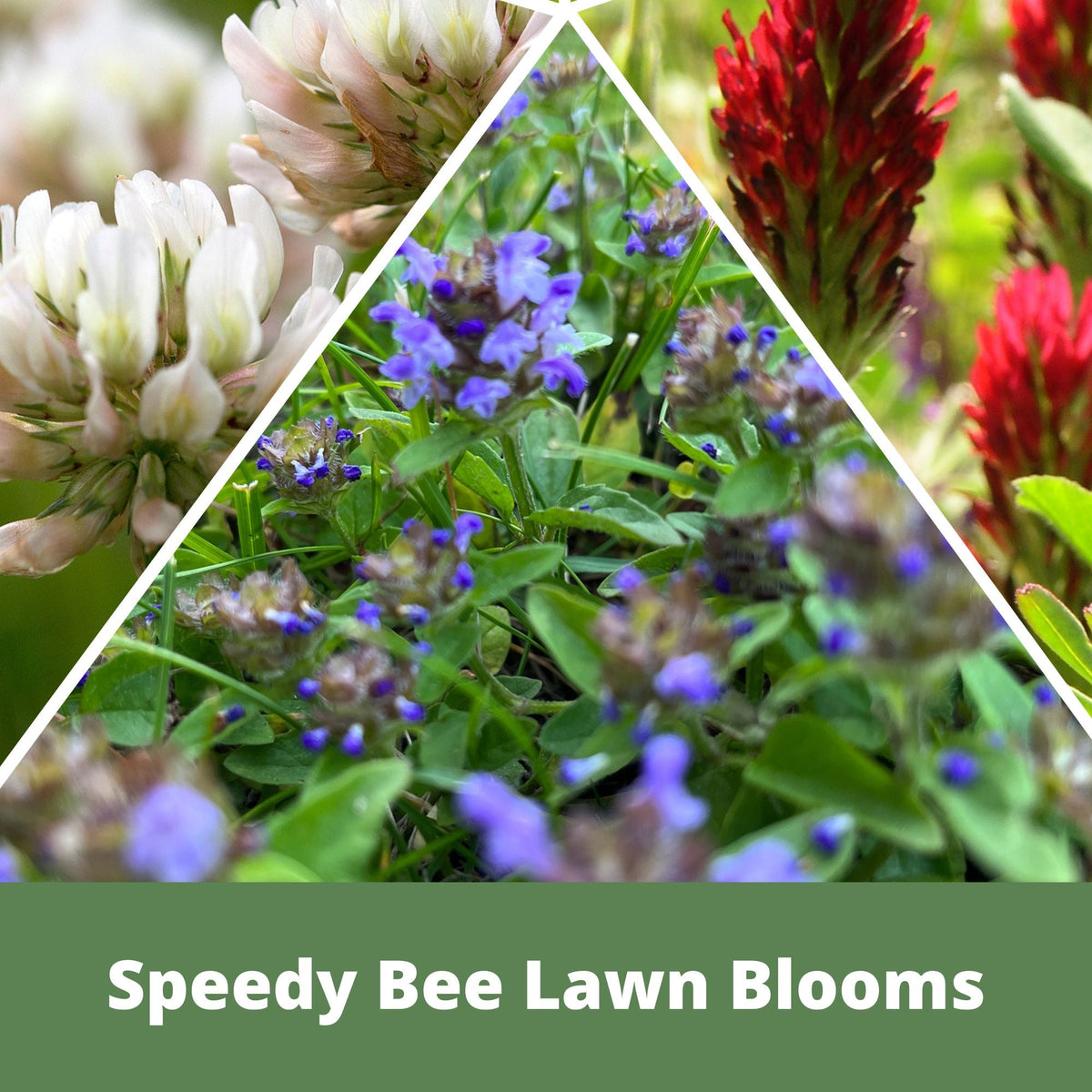 Colorful lawn seed blooms with purple and white flowers in green grass