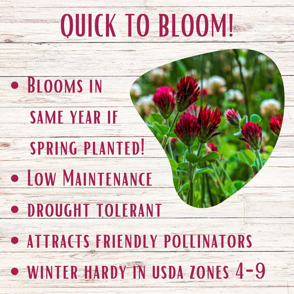 Red flower heads in spring grass with quick-to-bloom and low-maintenance text