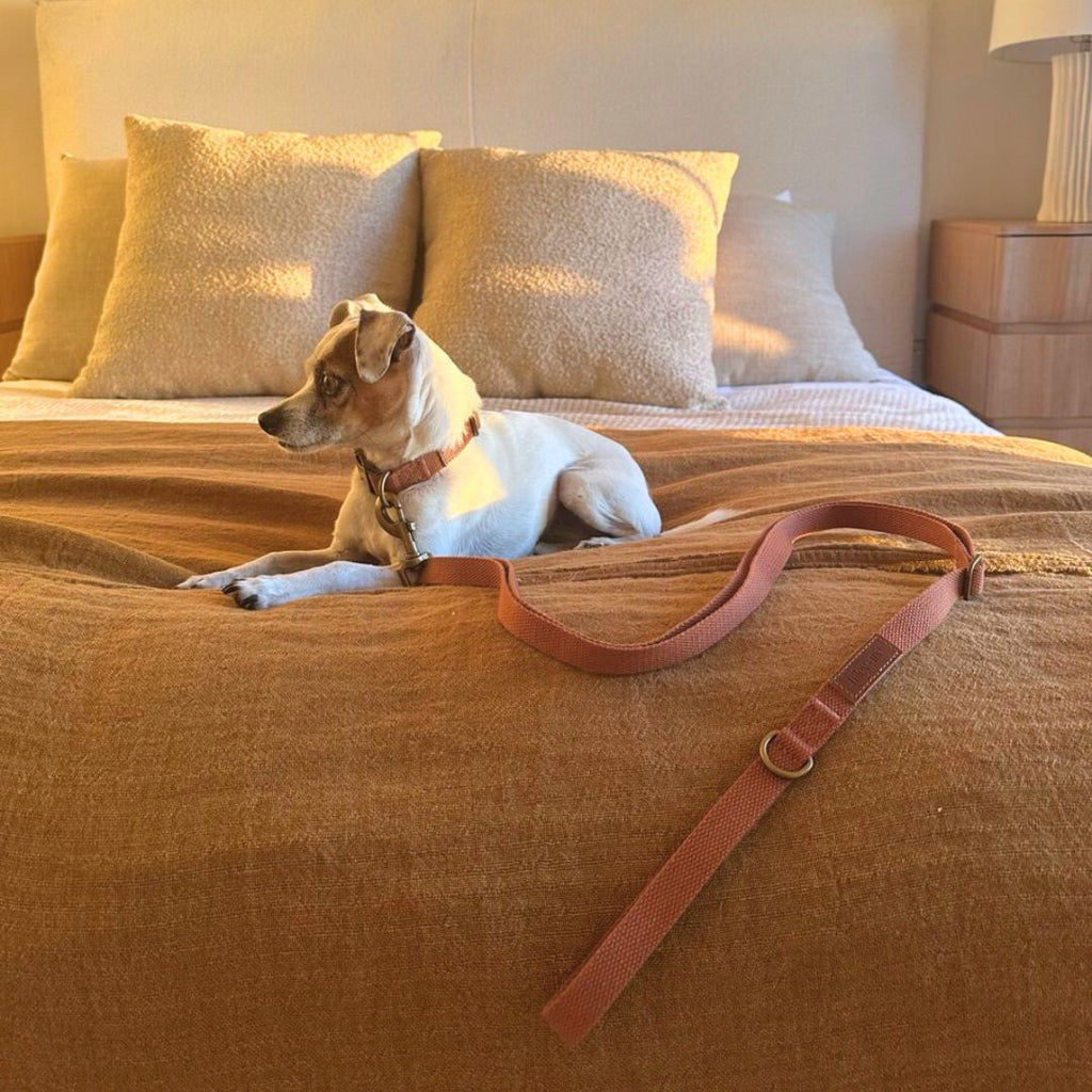 Terracotta clay dog leash on a sitting dog with a brown shoulder strap