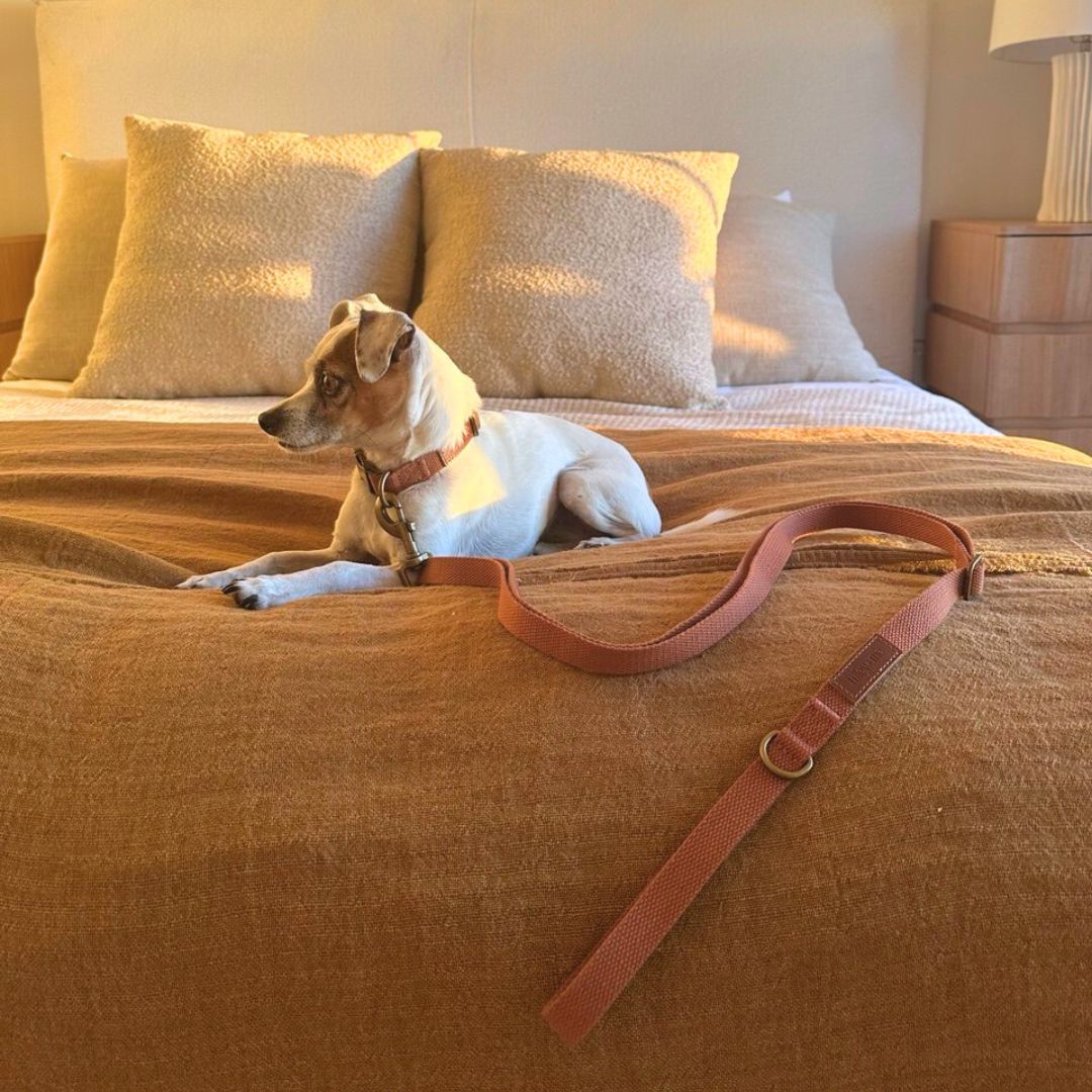 Terracotta clay dog leash on a sitting dog with a brown shoulder strap