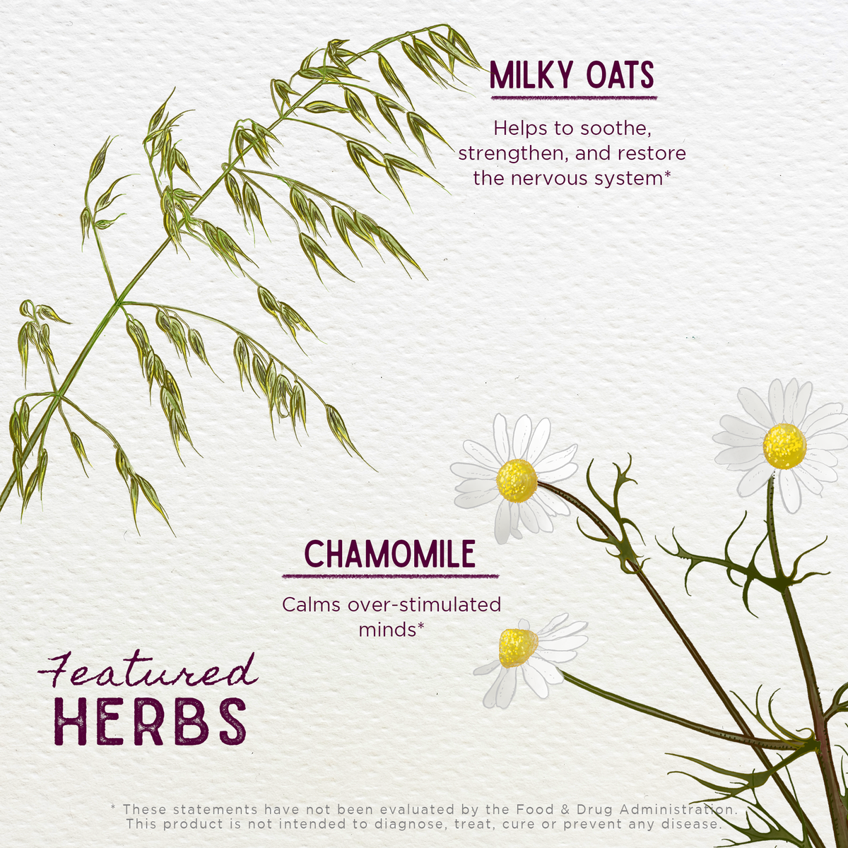 Milky oats and chamomile herb infographic for nervous system support